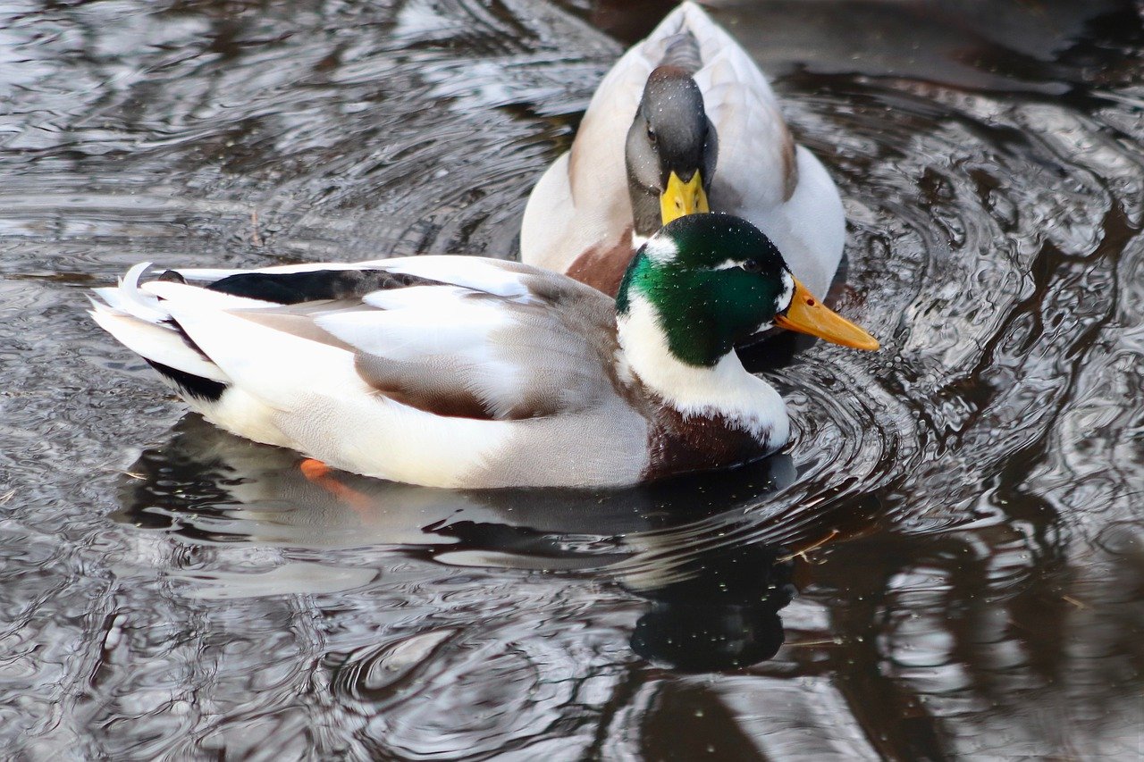 The Role of Field Studies in Effective Conservation Planning
